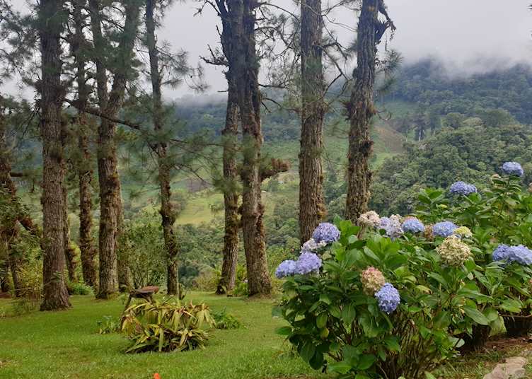Cloud forest flora, Boquete