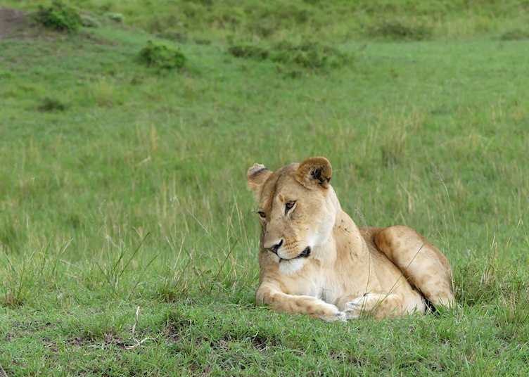 Lioness in Mara North