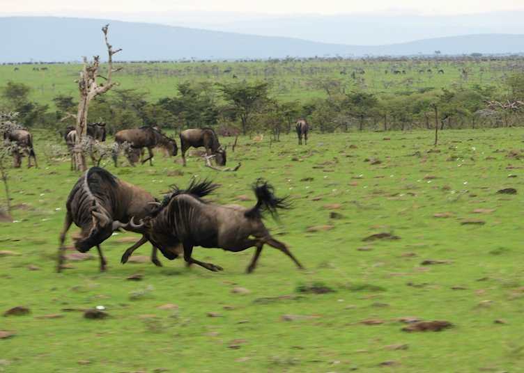 Wildebeest fighting in the Mara Naboisho Conservancy