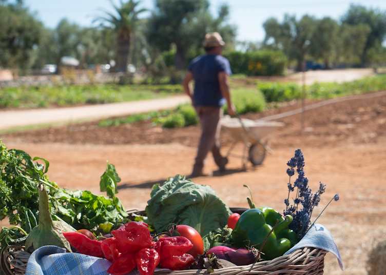 Garden, Masseria Salamina