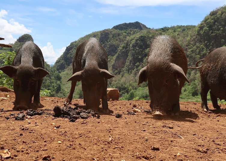 Pigs in Mae Hong Son