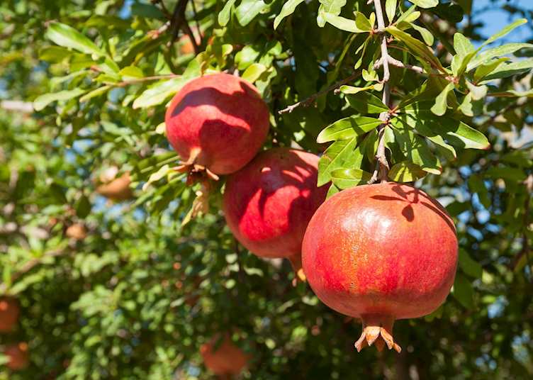 Pomegranate tree, Israel