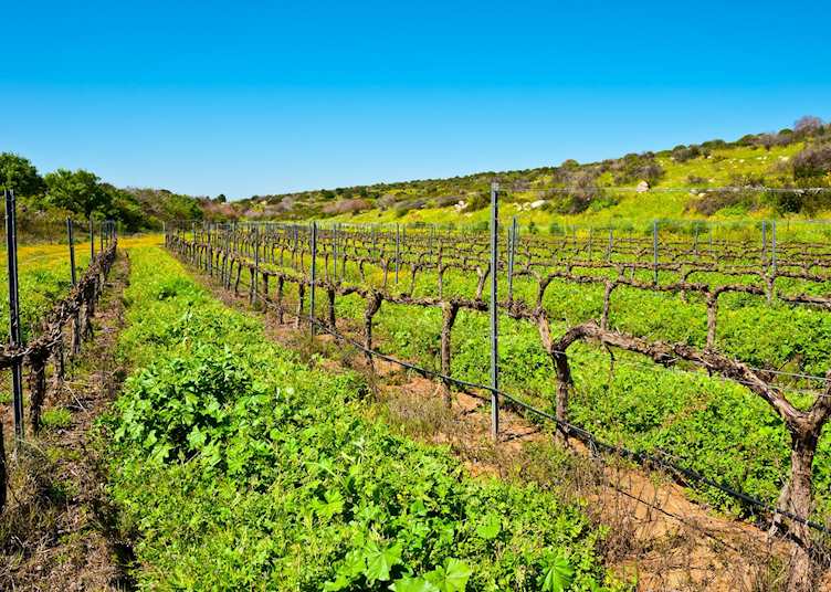 Vineyards, Golan Heights