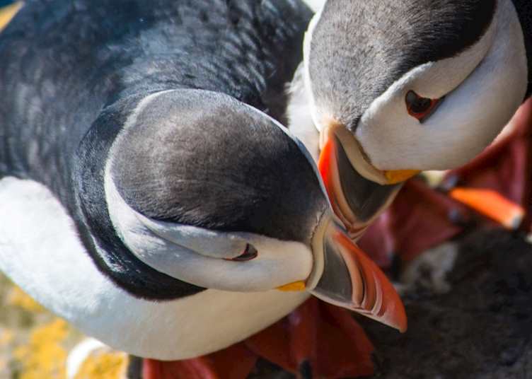 Puffins