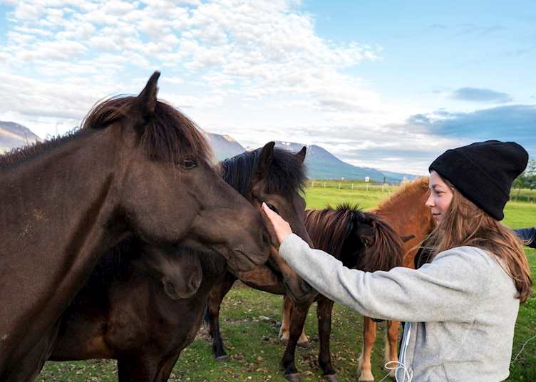 Icelandic horses