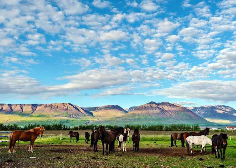 Icelandic horses