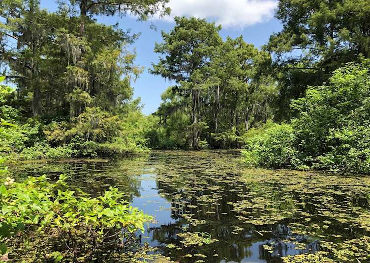 Atchafalaya Swamp, Louisiana