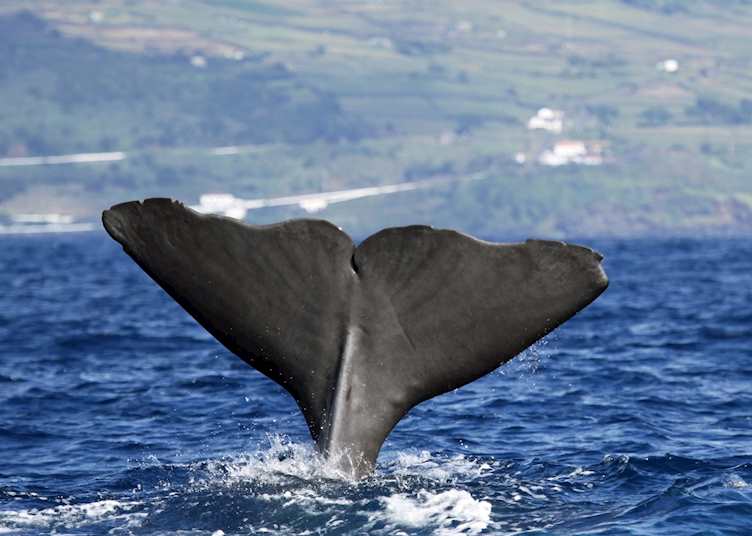 Diving whale, Azores