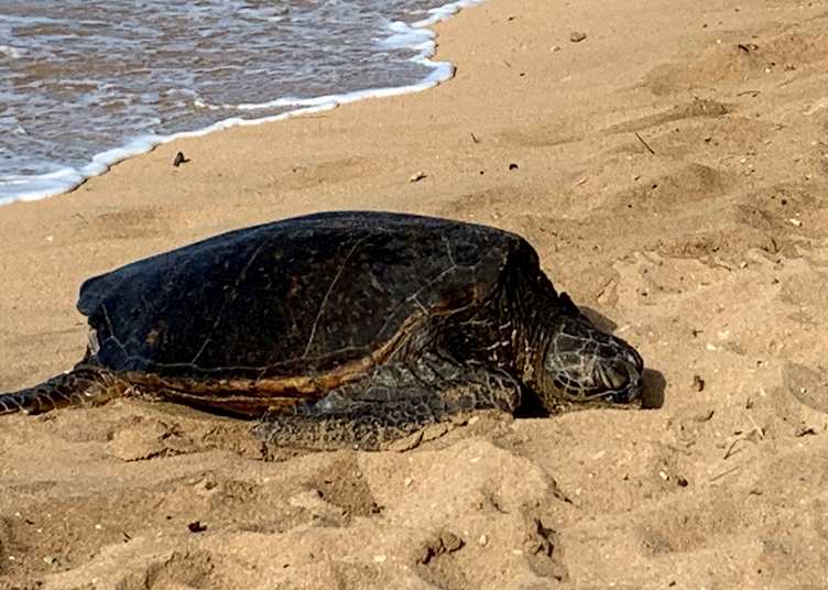 Green Sea Turtle, Inn at Mama's Fish House
