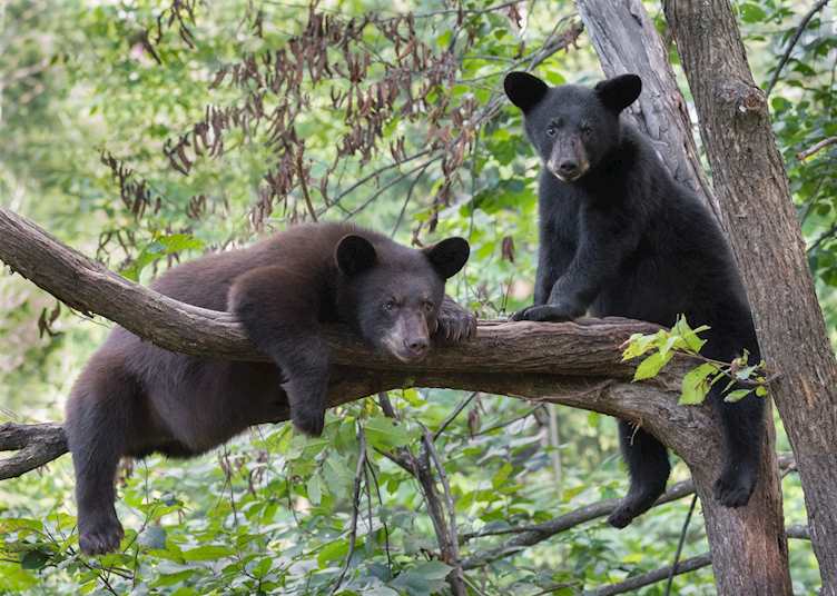 Black bear cubs, Great Smoky Mountains