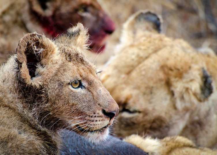 Lion cub after a meal 