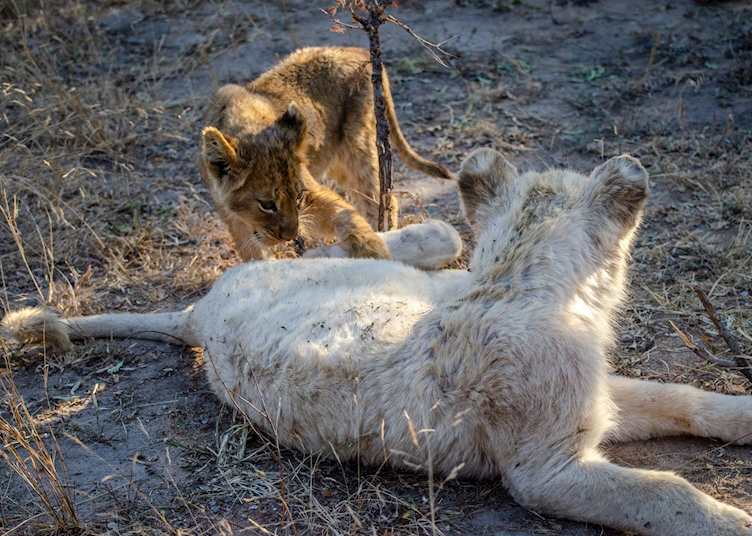 White lion and brother in the Timbavati 