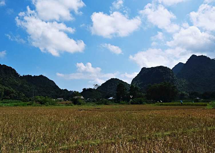 Rice paddies in Ninh Binh