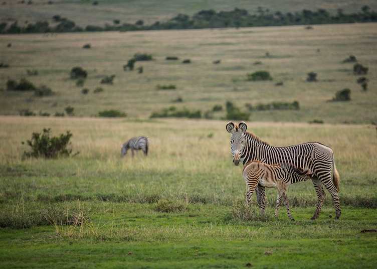 Grévy's zebra on Borana Conservancy 