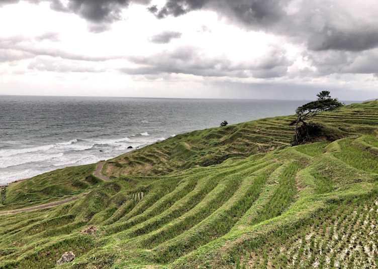 Senmaida rice terraces