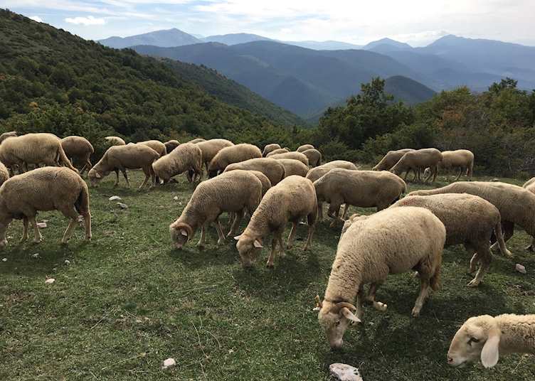 Truffle hunting scenery