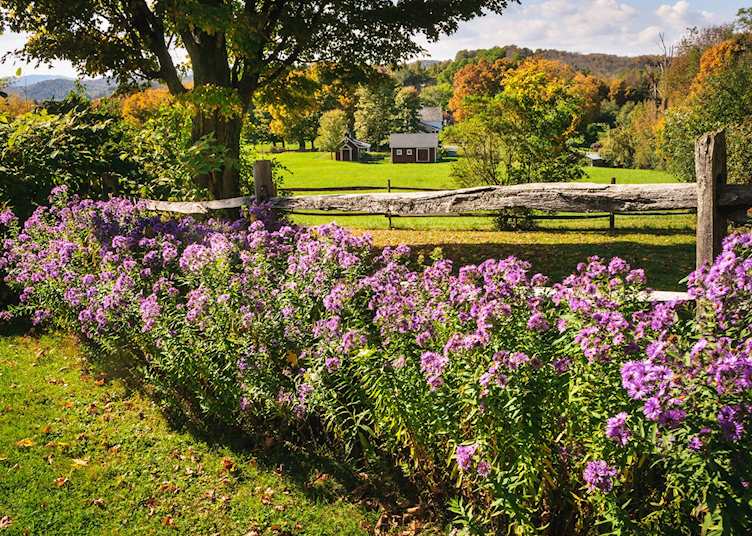 Aster flowers in Woodstock, Vermont