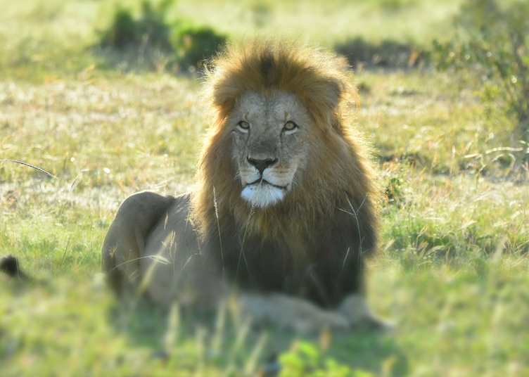 Male lion in the Mara Naboisho Conservancy