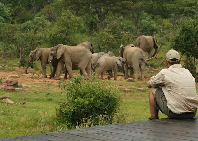 Elephant gathering outside Makweti Safari Lodge, Welgevonden