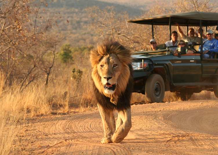 Game drive with Makweti Safari Lodge, Welgevonden