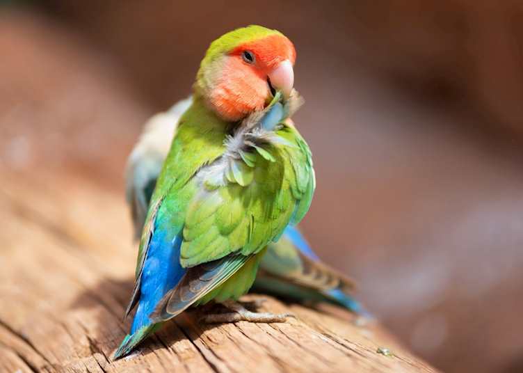 Nyasa lovebird (Lilian's lovebird)