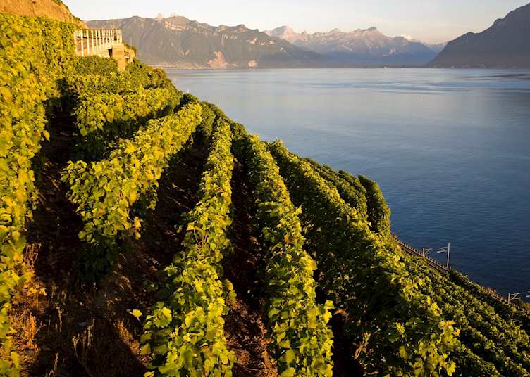 Lavaux wine tour, Montreux