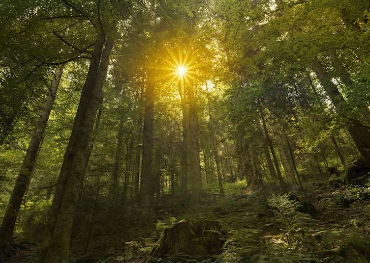 The Black Forest