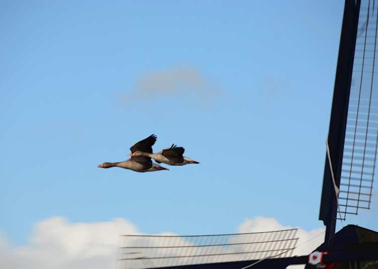 Greylag geese, Kinderdijk