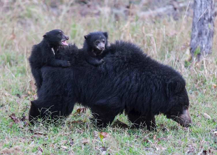 Sloth bears in Satpura National Park