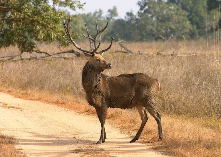Barasingha at Kanha National Park