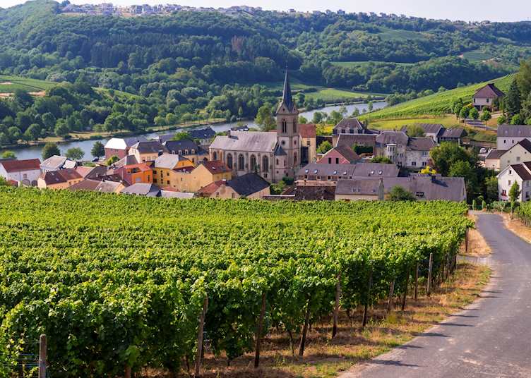 Vineyards of Moselle Valley outside Ahn, Luxembourg