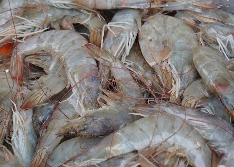 Local shrimp from the Belgian coast
