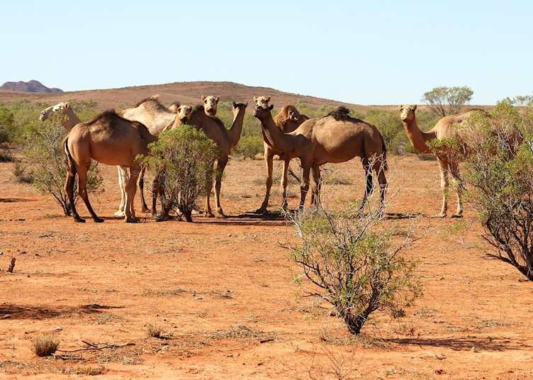 Camels, Alice Springs