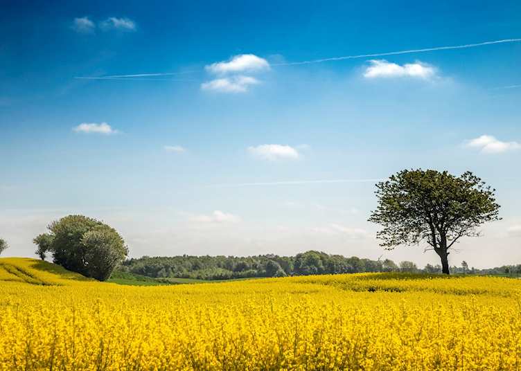 Rapeseed field in Denmark