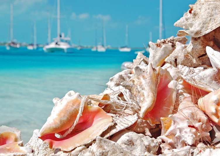 Conch shells, the Bahamas