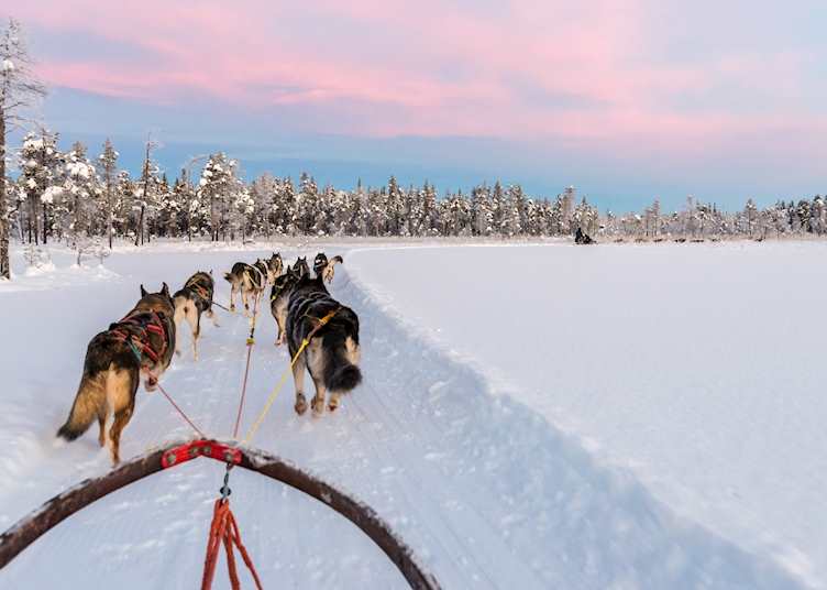 Dog sledding at sunrise