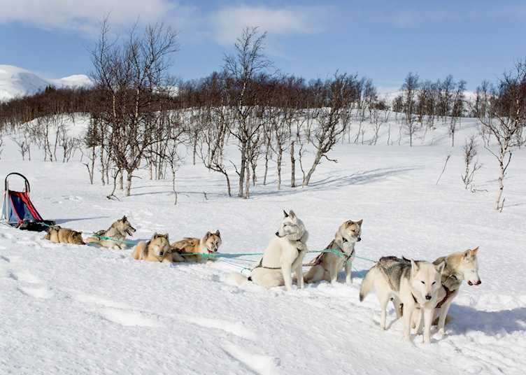 Huskies and their sled
