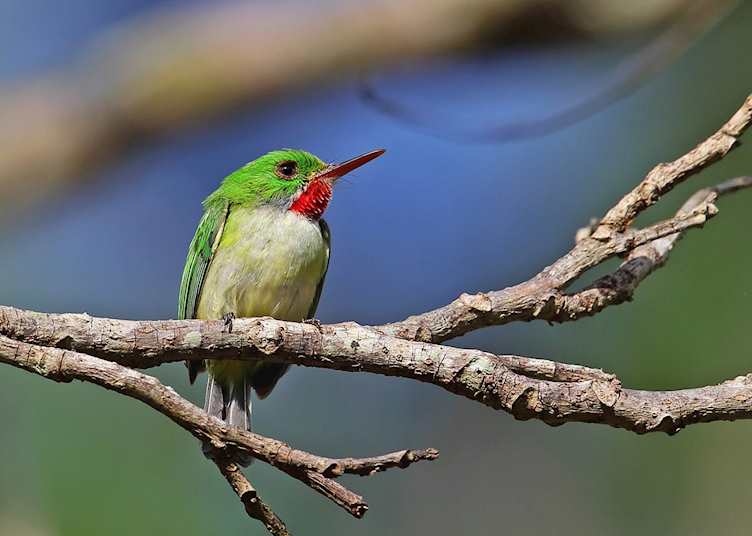 Jamaican tody