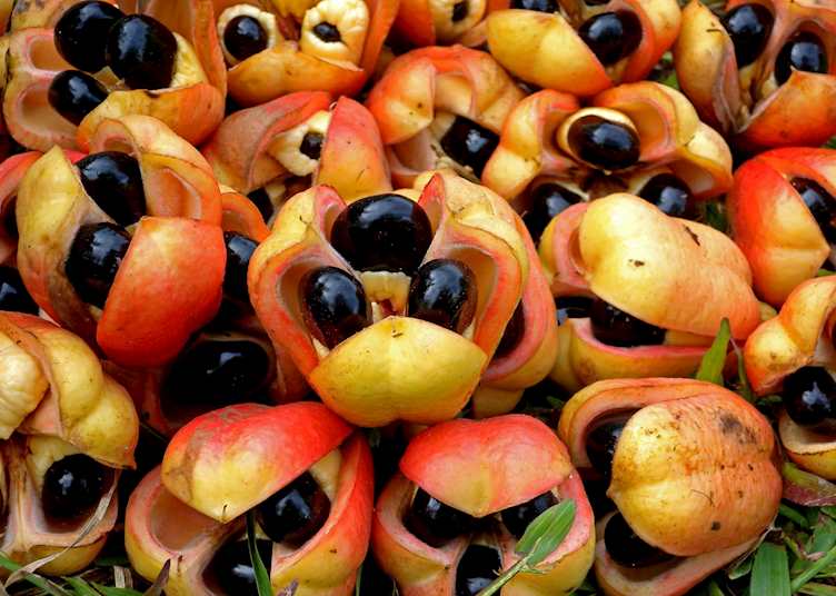 Ackee fruit 