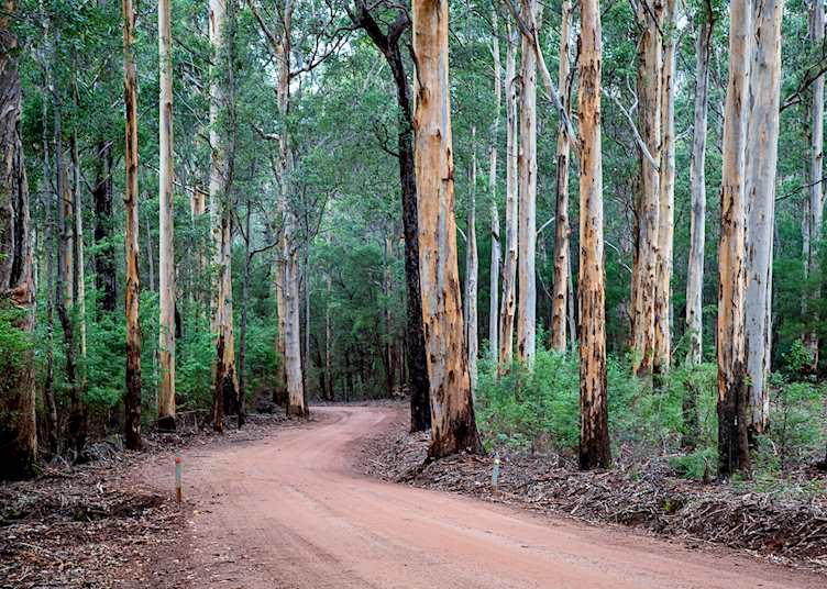 Road through the karri forests