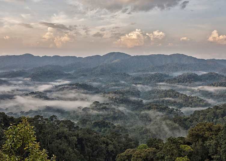 Rainforest in Rwanda
