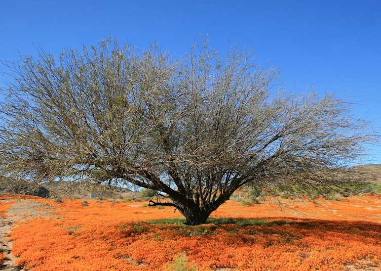 Flowers in Namaqualand