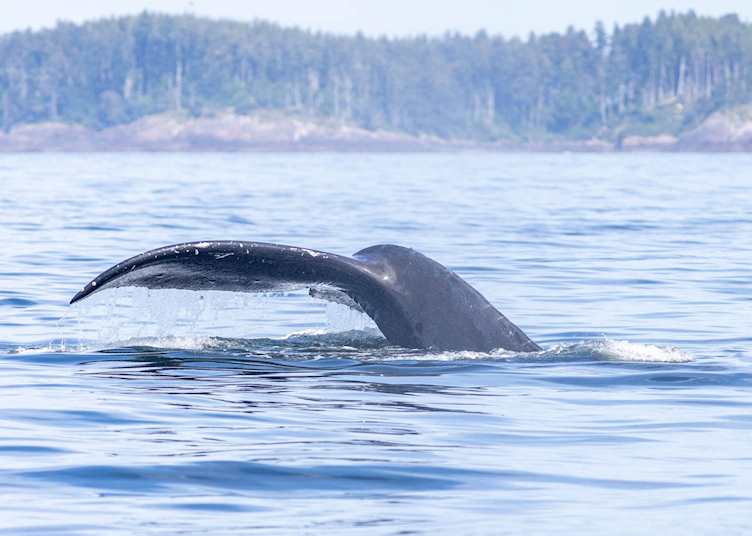 Whale fluke spotted off Vancouver Island