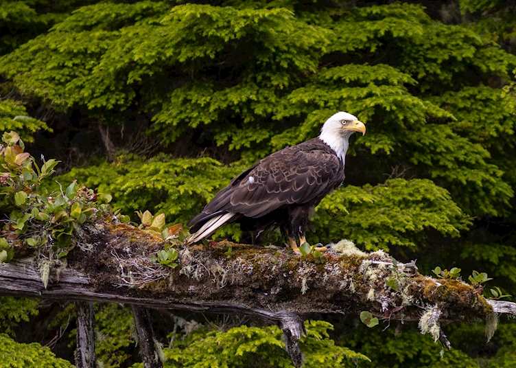 Bald eagle, Port Hardy, British Columbia