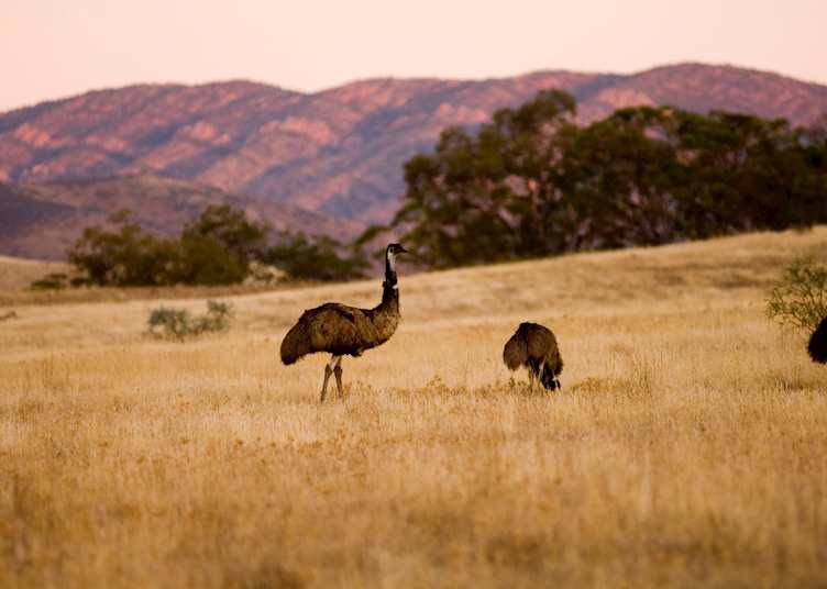 Emus at Arkaba