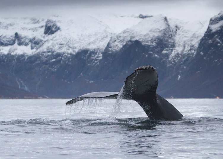 Humpback whale