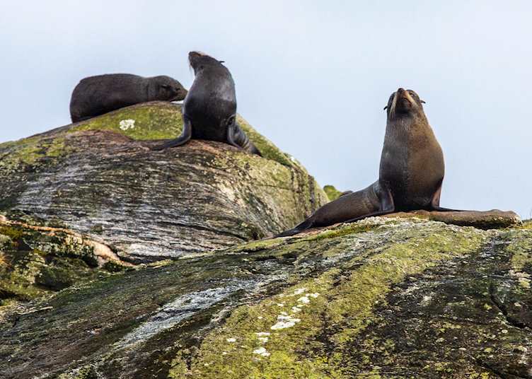 Fur seals on Doubtful Sound 