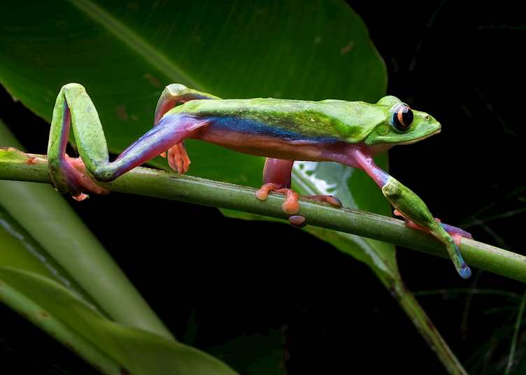 Aguti Reserve night tour, Monteverde Lodge & Gardens