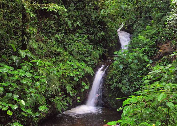 Monteverde Reserve, Monteverde Lodge & Gardens