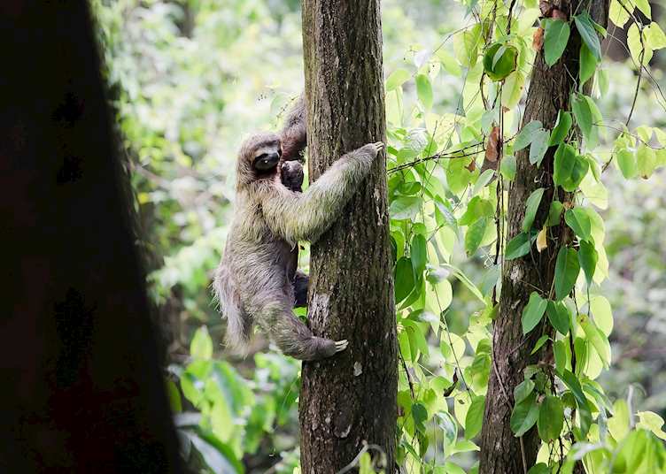 Sloth, Arenas del Mar